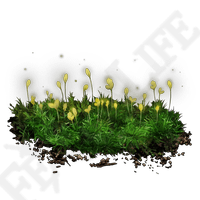 budding cave moss elden ring wiki guide 200px