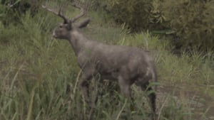 deer wildlife creature elden ring wiki guide 300px