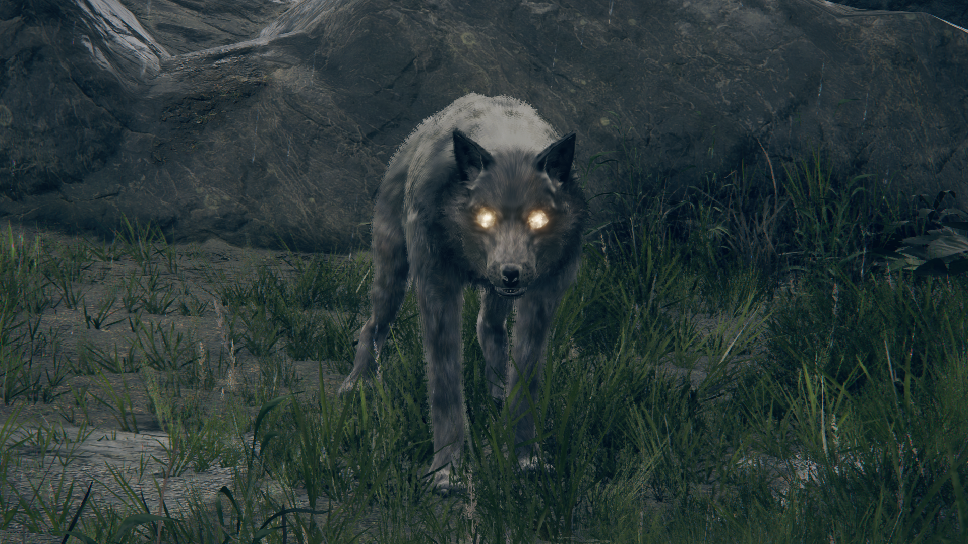 er wolf