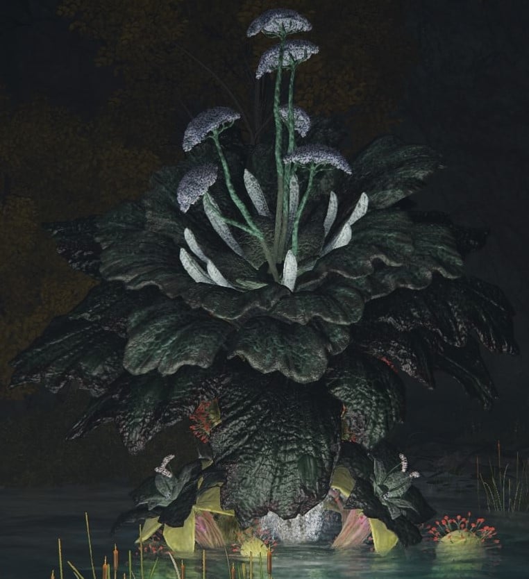 giant miranda sprout 1