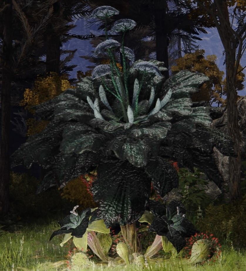 giant miranda sprout frenzied 3