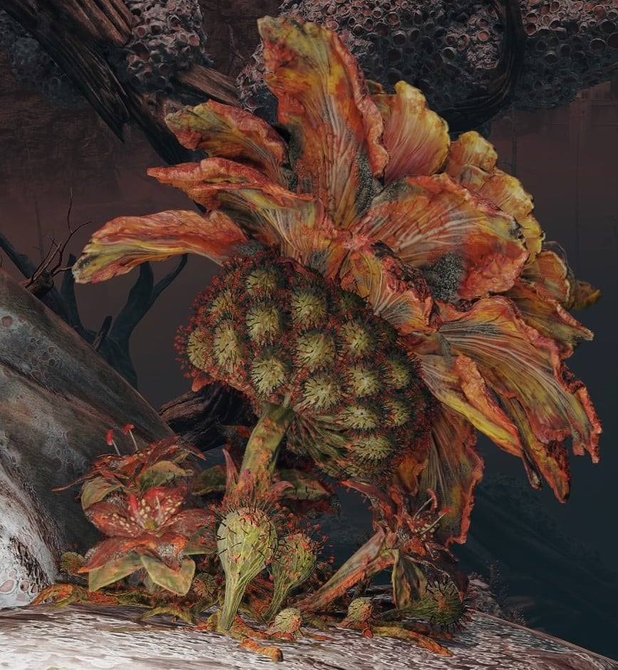 giant miranda sprout rotten 3