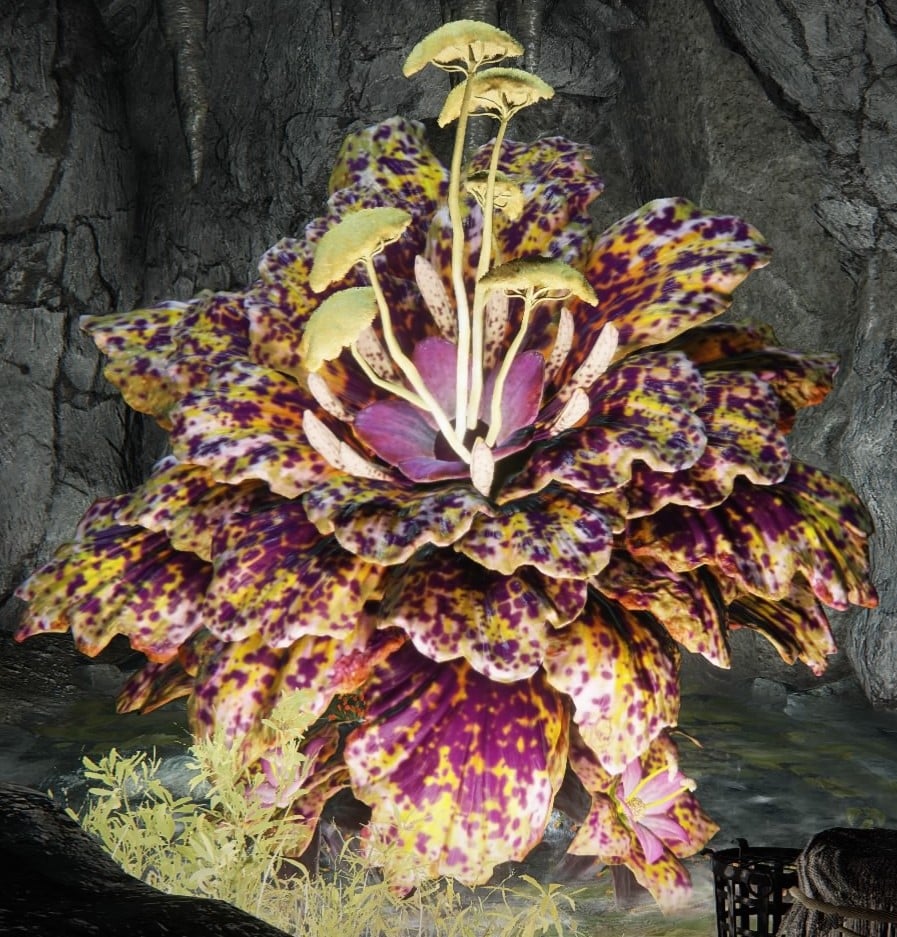giant miranda sprout toxic fading