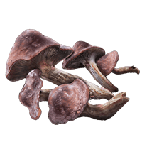 redflesh mushroom crafting material elden ring shadow of the erdtree dlc wiki guide 200px