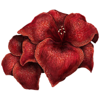 sanguine amaryllis crafting material elden ring shadow of the erdtree dlc wiki guide 200px