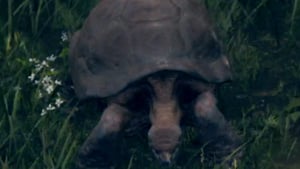 turtle enemy elden ring wiki guide