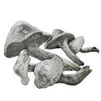 whiteflesh mushroom crafting material elden ring shadow of the erdtree dlc wiki guide 200px